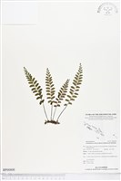 陵齒蕨藏品圖，第1張