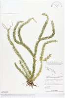 登錄號:BP00809藏品圖，第1張