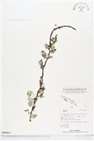 登錄號:BP00811藏品圖，第1張