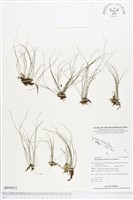 連孢一條線蕨藏品圖，第1張