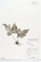 線片長片蕨藏品圖，第1張