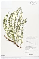 登錄號:BP00815藏品圖，第1張