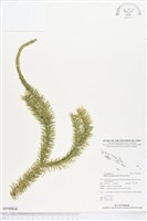 杉葉石松、展葉馬尾杉藏品圖，第1張