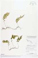 華東膜蕨藏品圖，第1張