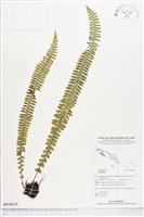 登錄號:BP00818藏品圖，第1張