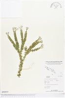 登錄號:BP00819藏品圖，第1張