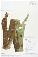 登錄號:BP00821藏品圖，第1張