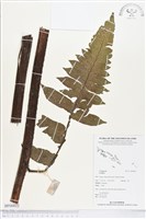 登錄號:BP00822藏品圖，第1張