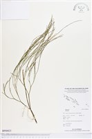 登錄號:BP00823藏品圖，第1張