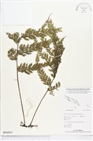 登錄號:BP00824藏品圖，第1張