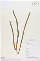 登錄號:BP00825藏品圖，第1張