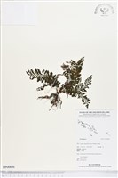 登錄號:BP00826藏品圖，第1張