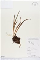 登錄號:BP00827藏品圖，第1張