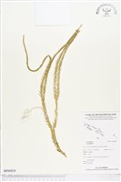 登錄號:BP00828藏品圖，第1張