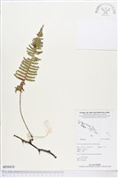 登錄號:BP00830藏品圖，第1張