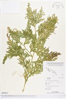 登錄號:BP00831藏品圖，第1張