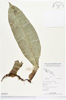 登錄號:BP00833藏品圖，第1張