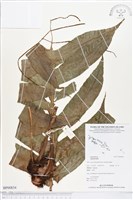 登錄號:BP00834藏品圖，第1張