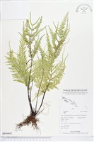 登錄號:BP00842藏品圖，第1張