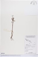 分枝莎草蕨藏品圖，第1張