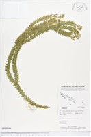 登錄號:BP00846藏品圖，第1張