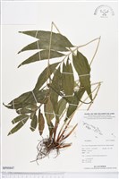 登錄號:BP00847藏品圖，第1張