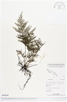 登錄號:BP00848藏品圖，第1張