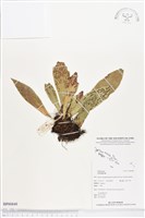 登錄號:BP00849藏品圖，第1張