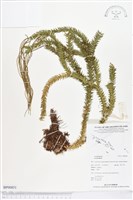 登錄號:BP00851藏品圖，第1張