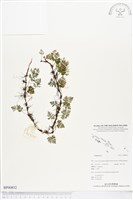 登錄號:BP00852藏品圖，第1張