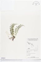 登錄號:BP00853藏品圖，第1張