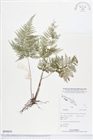 登錄號:BP00854藏品圖，第1張