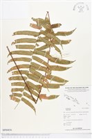 登錄號:BP00856藏品圖，第1張