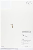 登錄號:BP00857藏品圖，第1張