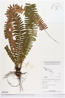 登錄號:BP00858藏品圖，第1張