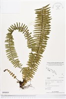 登錄號:BP00859藏品圖，第1張