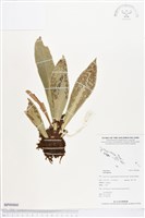 登錄號:BP00860藏品圖，第1張