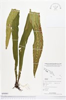 登錄號:BP00861藏品圖，第1張