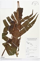 登錄號:BP00862藏品圖，第1張