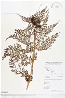 登錄號:BP00863藏品圖，第1張