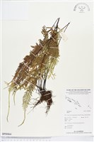 登錄號:BP00864藏品圖，第1張