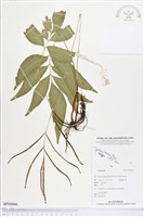 登錄號:BP00866藏品圖，第1張