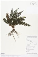 登錄號:BP00867藏品圖，第1張