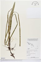 登錄號:BP00870藏品圖，第1張