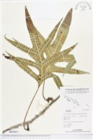 登錄號:BP00871藏品圖，第1張