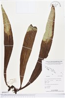 登錄號:BP00872藏品圖，第1張