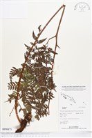 登錄號:BP00873藏品圖，第1張