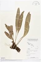 登錄號:BP00874藏品圖，第1張