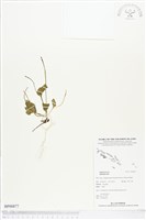 登錄號:BP00877藏品圖，第1張