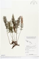 登錄號:BP00878藏品圖，第1張